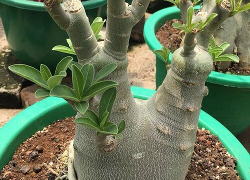 夏季为什么要给沙漠玫瑰施肥呢