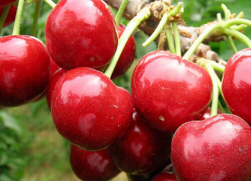 温性水果有哪些种类