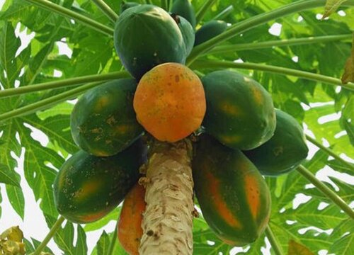 温性水果有哪些种类