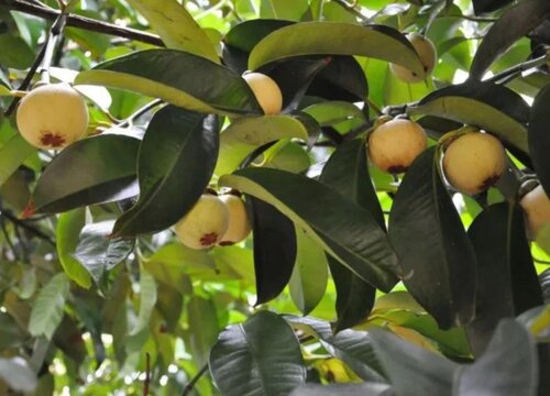 山竹什么季节成熟