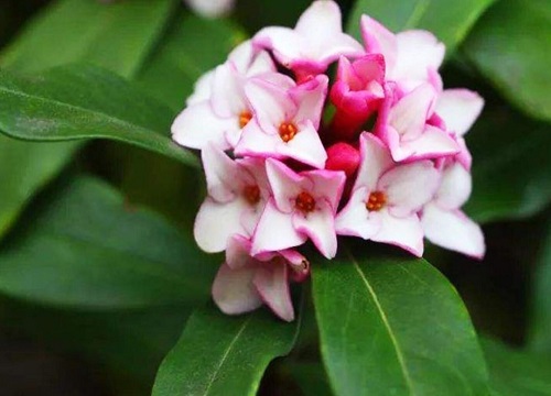 瑞香花一年开几次花