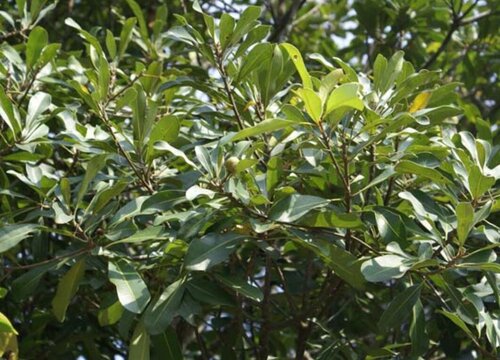 荚果植物有哪些