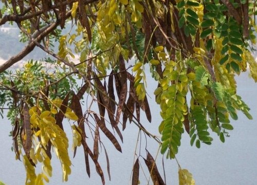 荚果植物有哪些