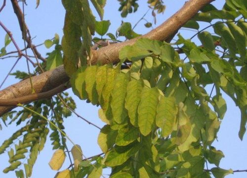 荚果植物有哪些