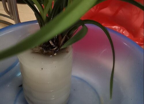 花卉营养液十大排名