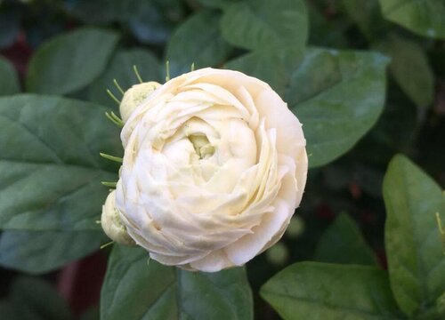 茉莉冬天落叶吗