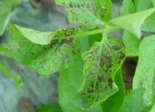 马铃薯病虫害防治方法与技术措施