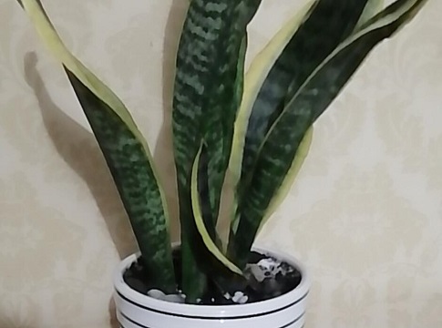 虎皮兰喂什么肥新芽冒不停