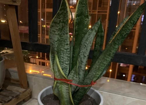 虎皮兰喂什么肥新芽冒不停