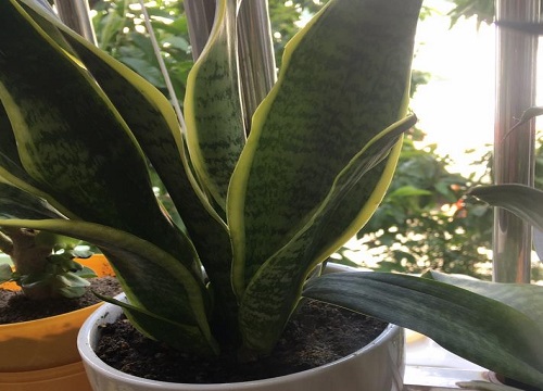 虎皮兰喂什么肥新芽冒不停