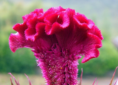 鸡冠花什么季节开花