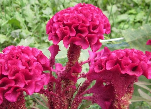 鸡冠花什么季节开花