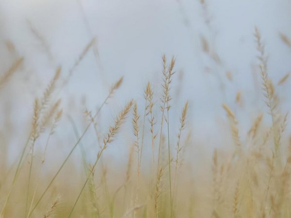 处座女喜欢男生会主动吗