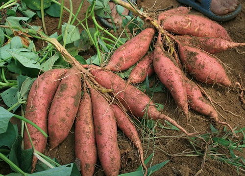 紫薯是生吃好还是熟吃好