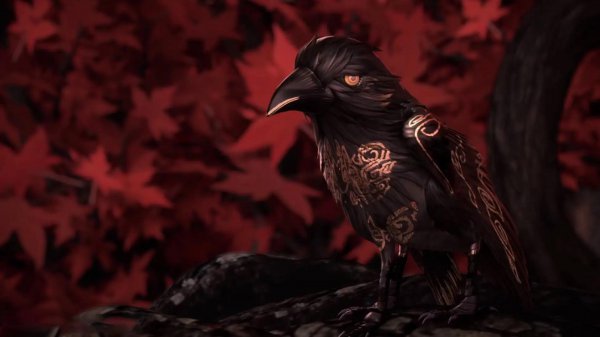 乌鸦为什么不吉利