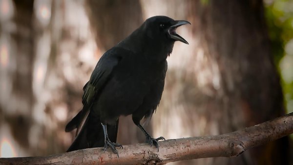 乌鸦为什么不吉利