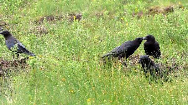 乌鸦为什么不吉利