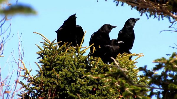 乌鸦为什么不吉利