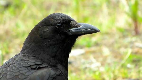 乌鸦为什么不吉利