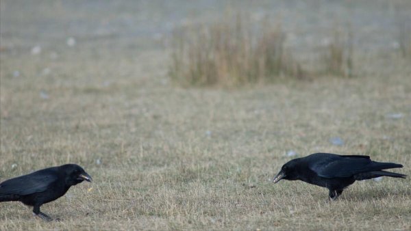 乌鸦为什么不吉利