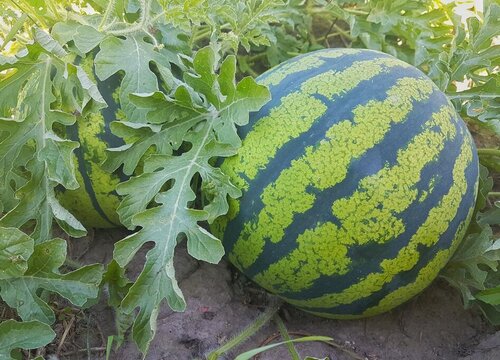 西瓜是热带水果吗