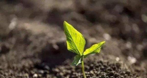 什么是微生物肥料