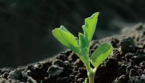 什么是微生物肥料