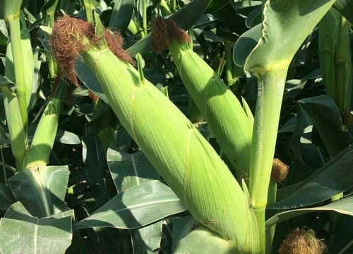 登海最好的玉米种子