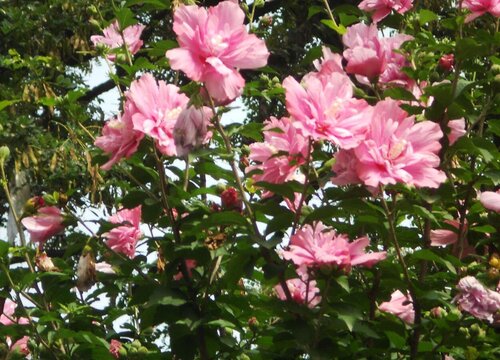 木槿花需要大盆还是小盆