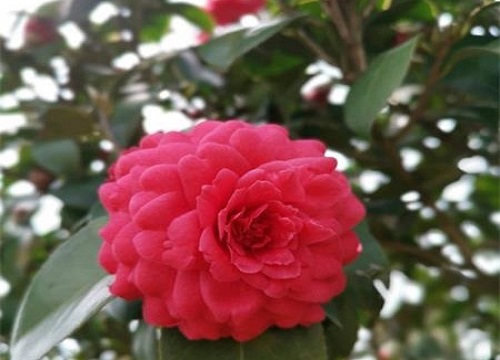 茶花叶子掉光是哪些原因引起的