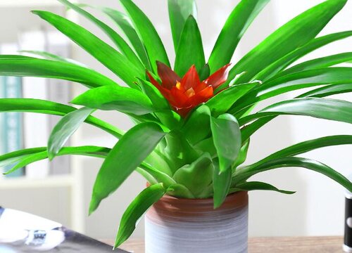 鸿运当头花期是什么时候