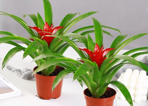 鸿运当头花期是什么时候