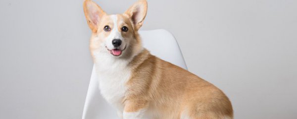 怎样才能训练好狗狗