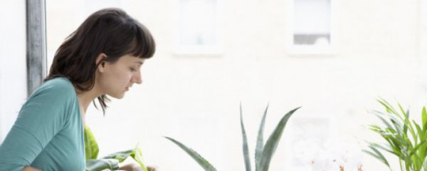 客厅适合摆放几盆花