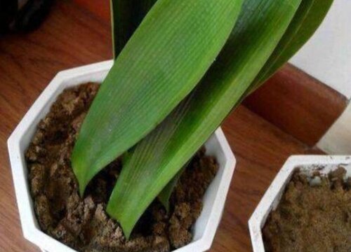 君子兰分株小方法