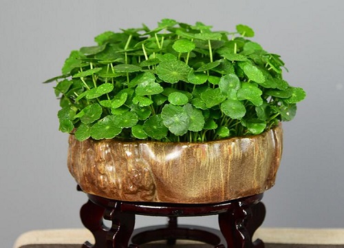 金线草的功效与作用