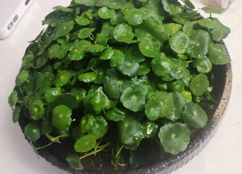 金线草的功效与作用