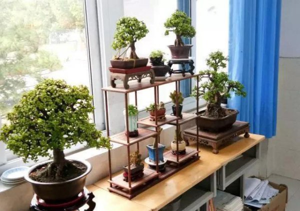 金弹子是什么树