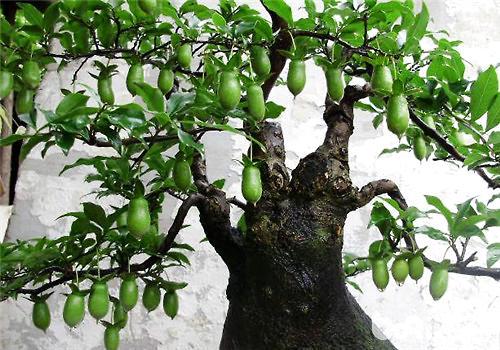 金弹子是什么树