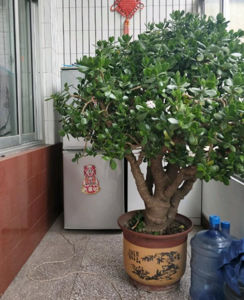 金弹子是什么树