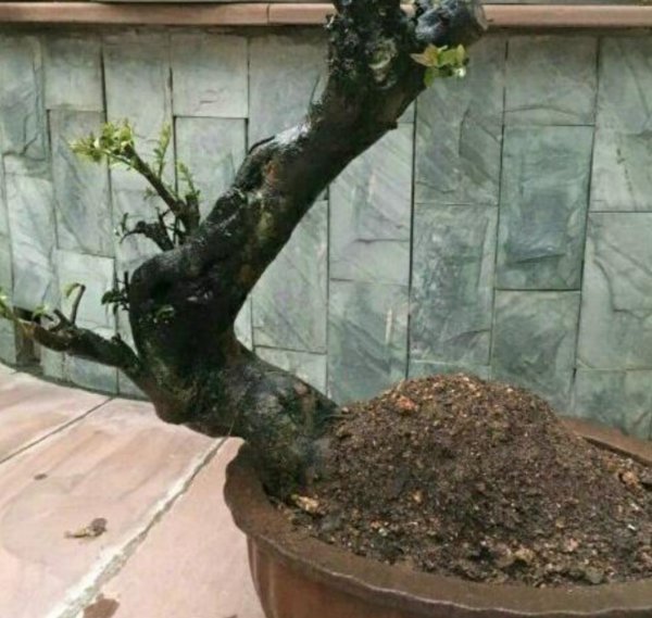 金弹子是什么树