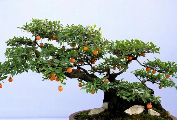 金弹子是什么树