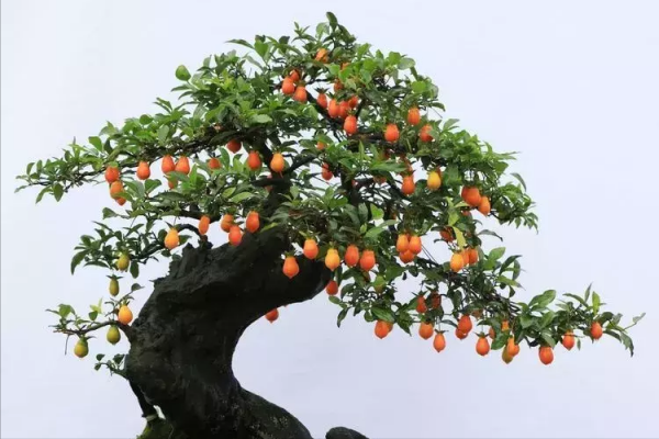 金弹子是什么树