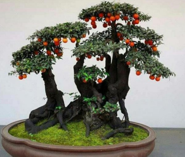 金弹子是什么树