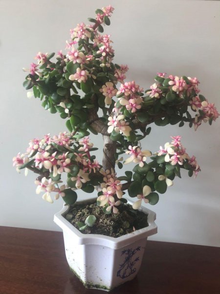 金弹子是什么树