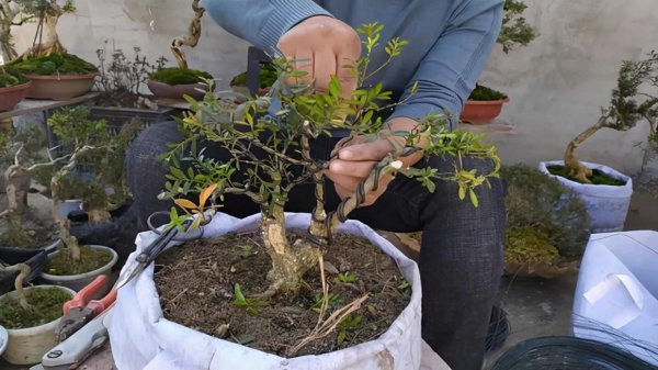 金弹子是什么树