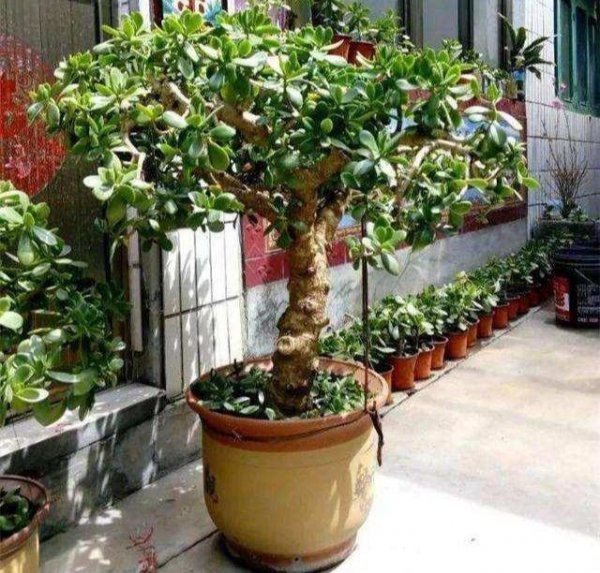 金弹子是什么树