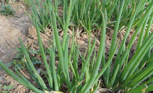 种大葱用什么肥最好