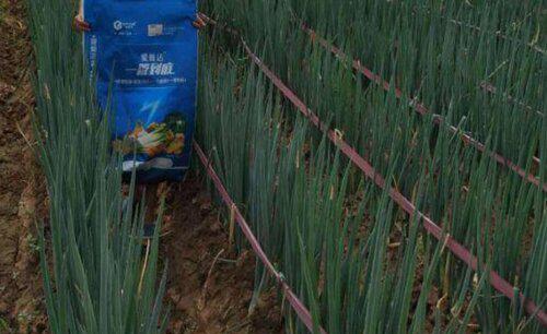 种大葱用什么肥最好