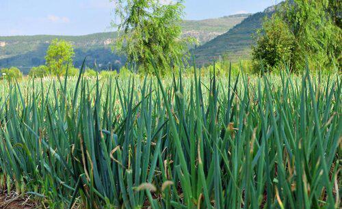 种大葱用什么肥最好